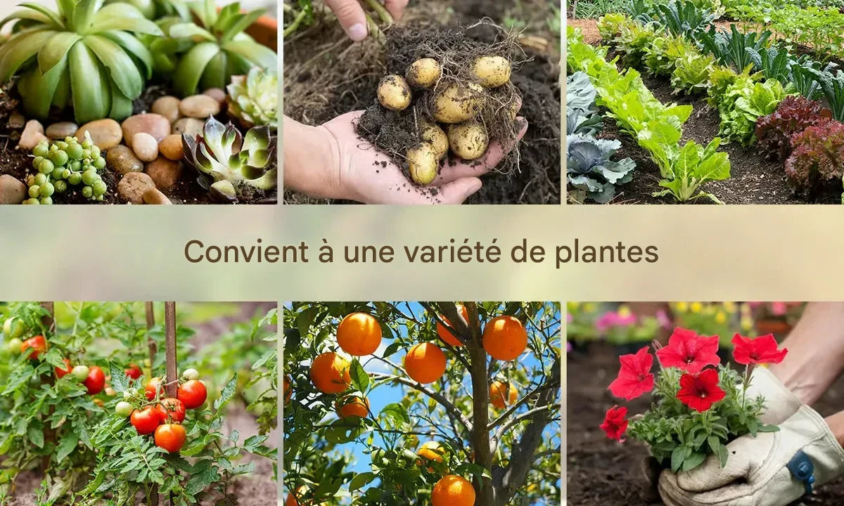 🌱Trésor du sol : le stimulateur racinaire ultime en SENEGAL